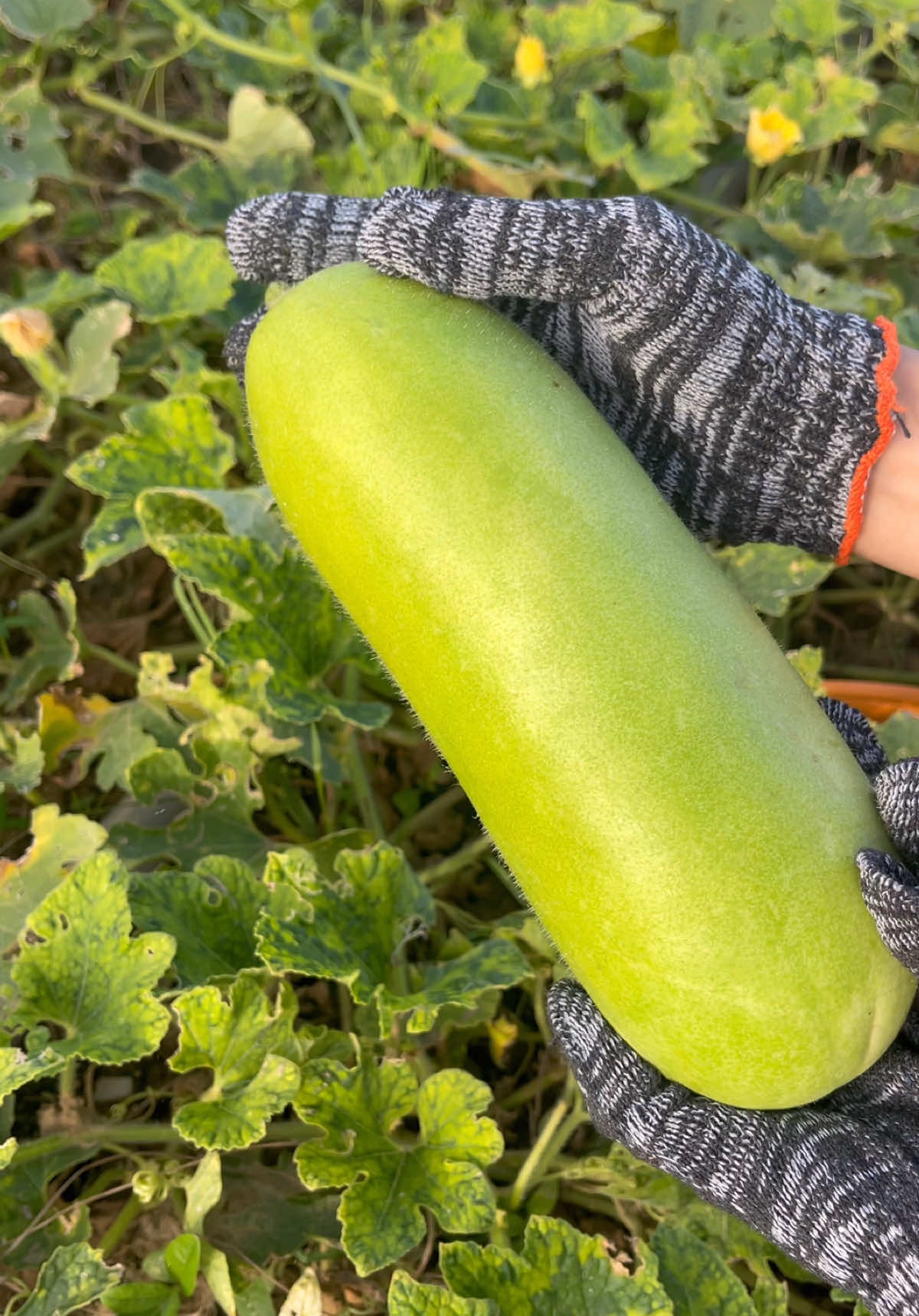 ตัดฟักถ้าไม่ใส่ถุงมือคือโดนทิ่มแน่ๆ 🥒 #ฟักแฟง #เก็บผัก #สวนผักข้างบ้าน #สวนผัก #ผักปลอดสารพิษ #tiktokการเกษตร #ถุงมือทําสวน 