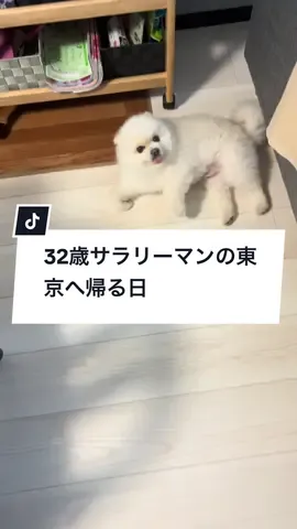 犬って髭どころか胸毛も指毛も尻毛もあるのになんであんなにかわいいんやろあと白目も無いし #サラリーマンの日常 #サラリーマン #社会人の日常 #犬#犬ころ#もふ