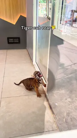เสียงดังฟังชัดเลยนะน้องภูผา🤭🐯✨ #tigertopiazoo #ไทเกอร์โทเปีย #ศรีราชา #สวนเสือ #สวนสัตว์tiktok #ที่เที่ยวใกล้กรุงเทพฯ #เที่ยวไปเรื่อย🌈 #เสือ #แมวยักษ์ #เทรนด์วันนี้ #animals #tiger #tigercub #babytiger🐯 #zoo #pattaya #sriracha #thailand #fyp 
