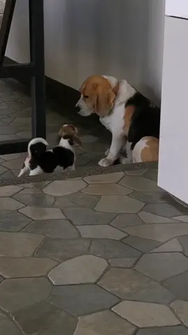 🤨#beagle #dog #บีเกิ้ล #บีเกิ้ลเป็นหมาตลก #มากิ #มิโกะ#beaglesoftiktok #beaglelover 