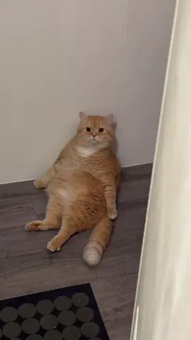 #cat #cats #cute #funny 