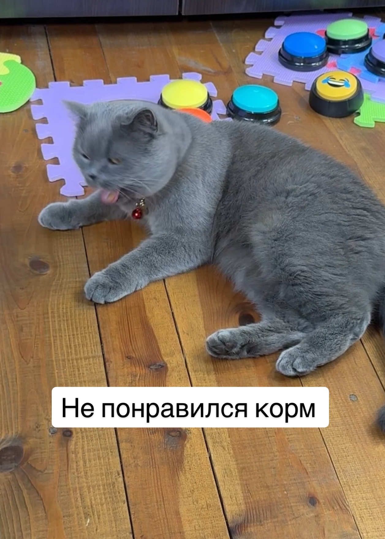 #fannyvideo #trainingcat #talkingbuttons  #straykids  #funnycat  #catsoftiktok #straykidsstay  #catplay #дрессировкакота  #reactioncat #reaction  #talkingcat  #cat #умныйкот #straykidsstay 