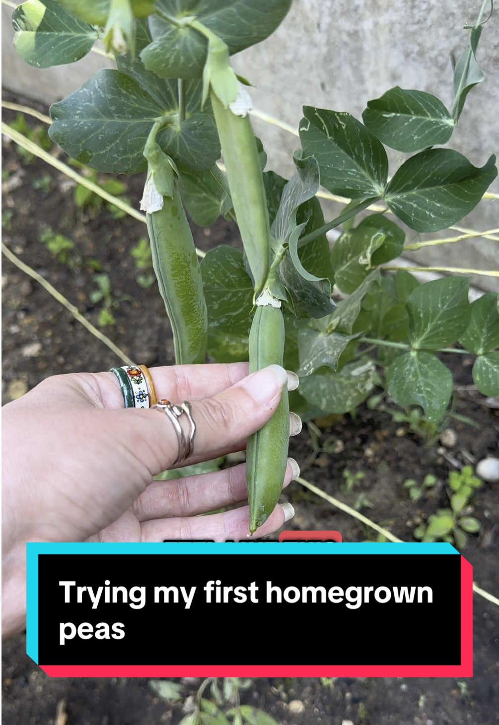 Why is my pea kinda giving Peter Pan 🧚 trying my first ever homegrown peas!😍 Not sure if you’re supposed to eat them like that seeing as I ended up with a load of string in my mouth 🤣 but it was tasty all the same!  Its SO rewarding eating the fruits (or peas) of your labour 🥰 what are you growing this year?  #gardening #kitchengarden #organicgardening #gardentok #growyourownfood #vegetablegarden #vegetablepatch 