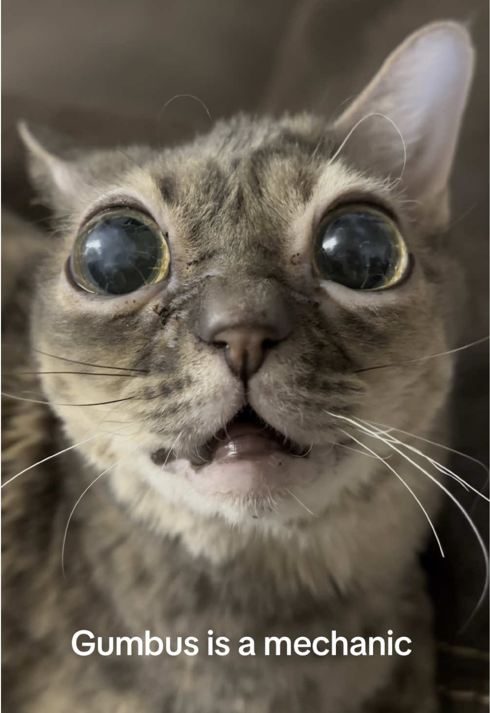 Very cool!  #fyp #foryoupage #Gumbus #rescuekitten #kittensoftiktok #rescuecat #catsoftiktok 