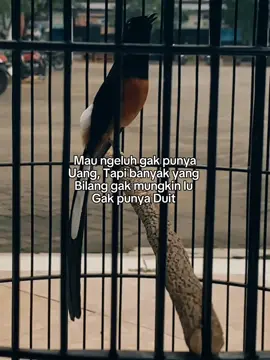 wkwkw lagi RP.0 #muraimania #muraifighter #muraibatumania #goldenboy #kicaumaniaindonesia #muraimania 