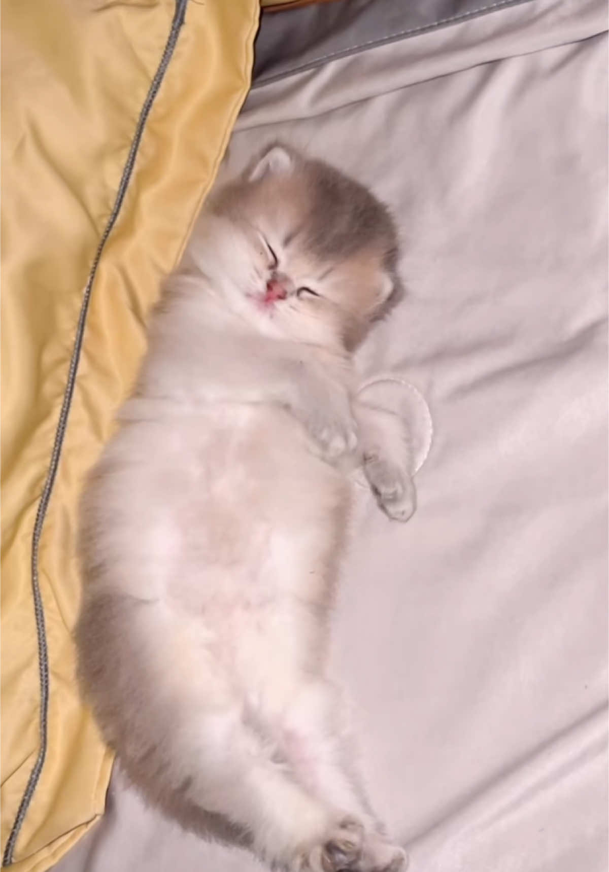 #memestiktok #catmeme #kittycat #kittycatsoftiktok #fpyシ #cat #memecat #wiwiwi #myshayla 