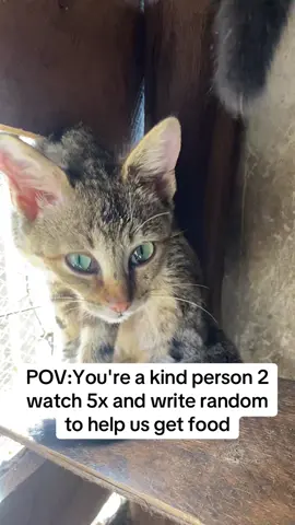 POV:You're a kind person to watch 5x and write random to help us get food POV:You're a kind person to watch 5x and write random to help us get food POV:You're a kind person to watch 5x and write random to help us get food