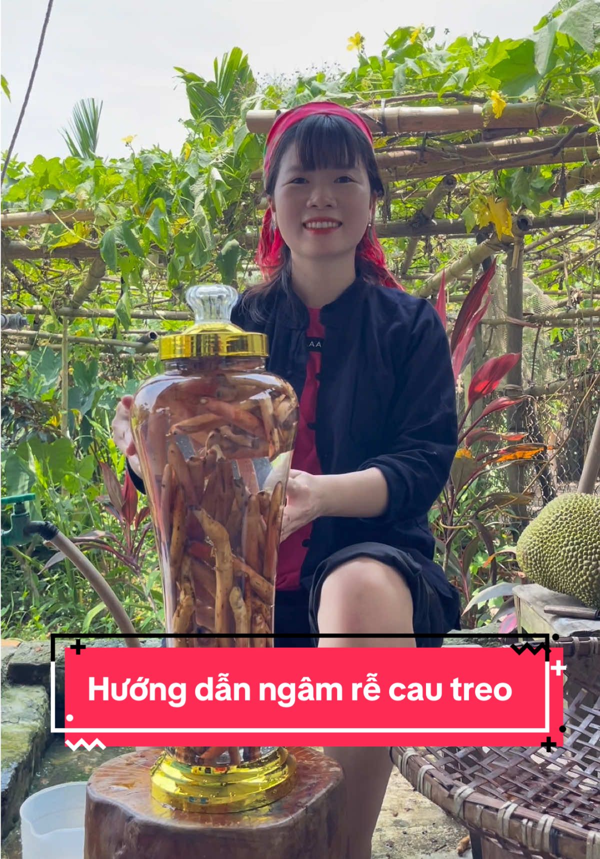 Xu hướng rễ cau treo - Hướng dẫn cách ngâm #samthivien #xh #viralvideo #trendingtiktok #xuhuong 
