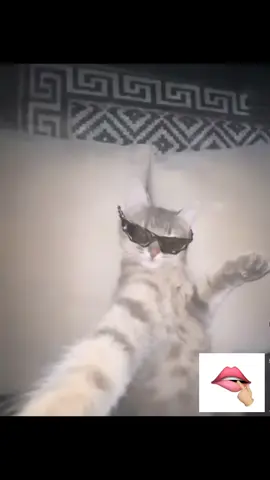 Gato haciendo tiktoks pala rachaaaaa por siento la racha en tanto en gris#humortiktok 