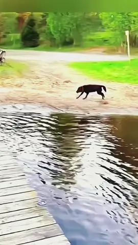 Try not to laugh when you watch 😂😂😂 #funny #dog #animals #funnyvideos #cat #haha #pet #funnypets #PetsOfTikTok #dogsoftiktok 