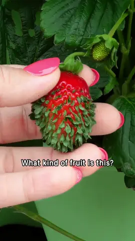 What kind of fruit is this ?#popular #usa #usa🇺🇸 #america #fruit 