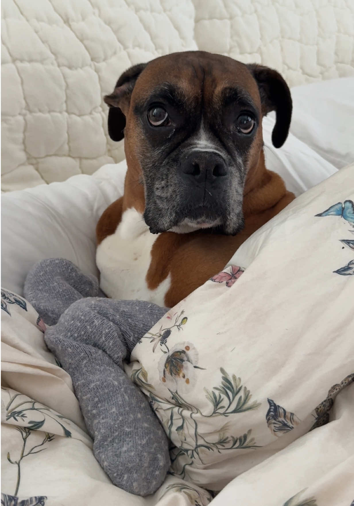 Nothing a little rot device and cashmere cant fix ✨👑 #ipaddog #fyp #foryou #foryoupage #spoileddog #dogtok #boxerdogmom #girldog #doglife #girldogprobs #boxerdog #boxerdogfans #boxerdoglover #doglover #animallover #funnydog #dogroutine #boxerdogprobs 