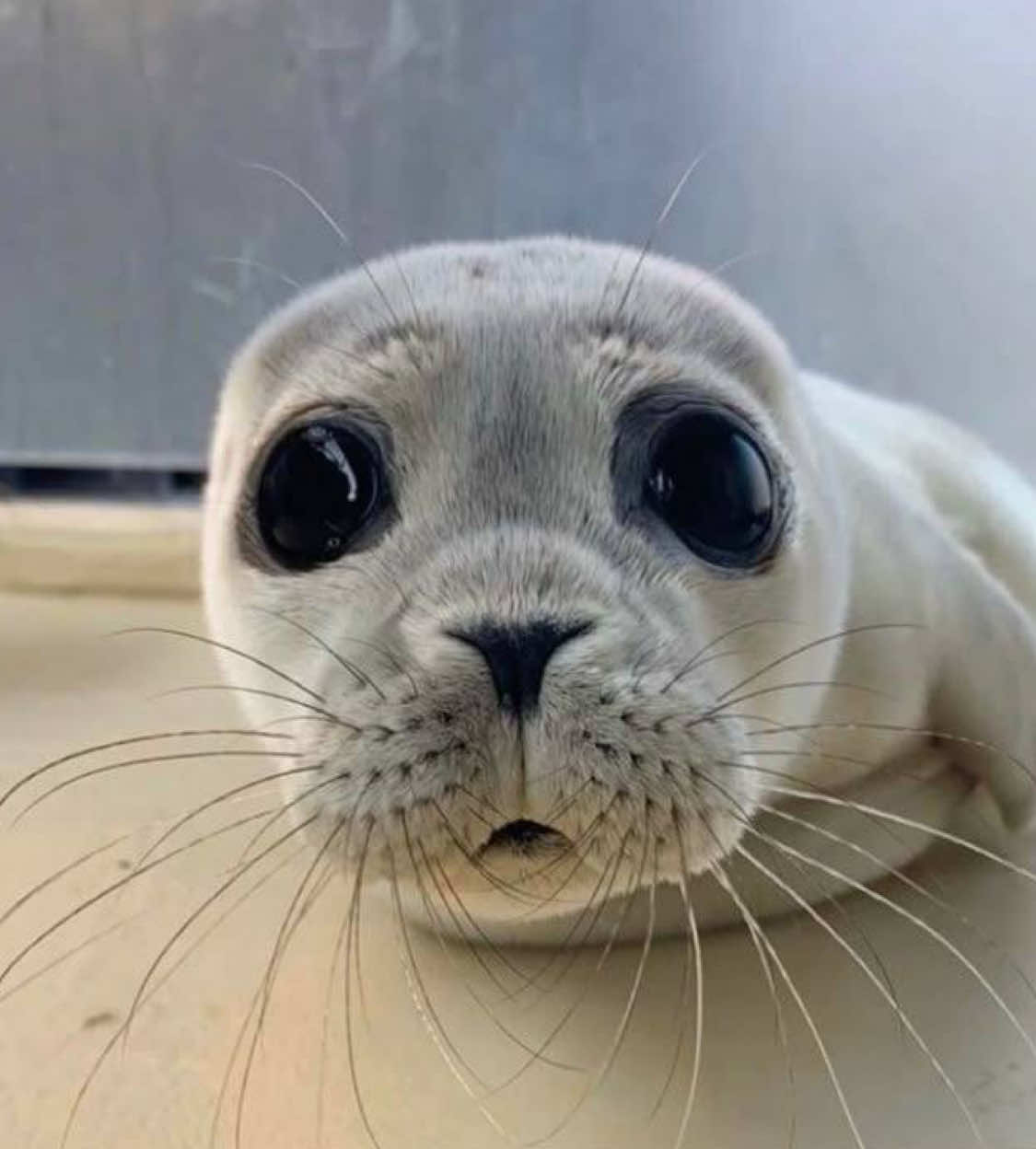 #Эдит #тюлени #собаки #seal #iloveseal #fyp #культтюленей #CapCut #тюленилучшие #roblox #роблокс #robloxseal #просмотрытикток 