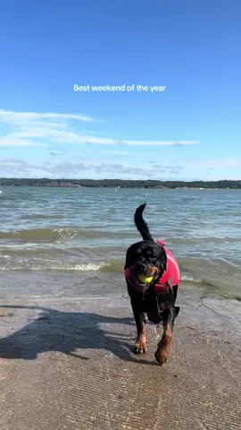 This chunky mermaid loves the lake #rottweiler #fyp #dogsoftiktok 