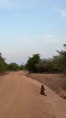 ගනන් කරලා බැරිම තැන 🤪😋#yalasrilanka🇱🇰 #srilanka #nature #tusker #bigboy #leopard 