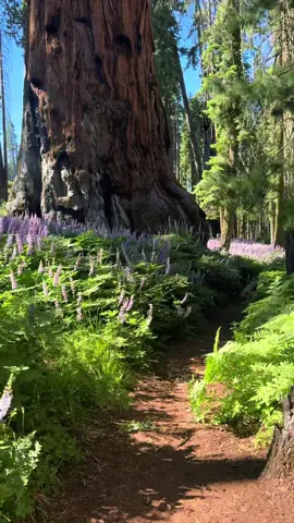 When the trail turns magical 😍🪻🌿  #sequoianationalpark 