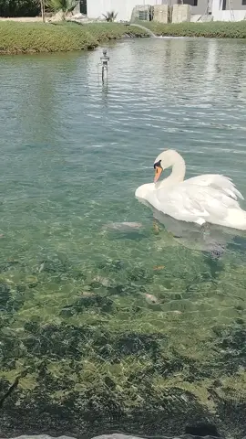 hanste raho doston muskurate raho enjoy apni life 🧡🤍💚🦢🦢🦢🐟🐟#IndiaRajasthani #tiktokviral #ti̇ktok #indian 