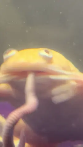 They make it as hard as possible to just eat the darn thing - - - - #africanclawedfrogs #frog 