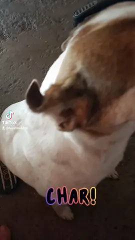 #dogpact #dogsupporters 
