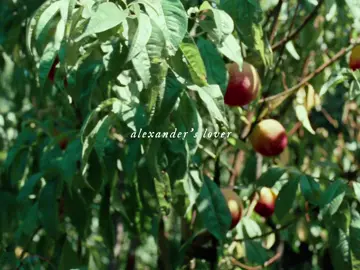the mystery of love #callmebyyourname #cmbyn #italiansummer #fyp #foryou #foryoupage #aesthetic #italy #crema #mysteryoflove #summertime #sufjanstevens 
