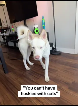 Really? 🥰 #dogsandcats #dog #dogsoftiktok #dogs #doglover #dogmom #dogtok #doggo #doglife #husky #huskylife #huskysoftiktok #huskylove #huskysiberiano #huskymix #huskytok #siberianhusky #siberianhuskies #fyp #foryoupage 