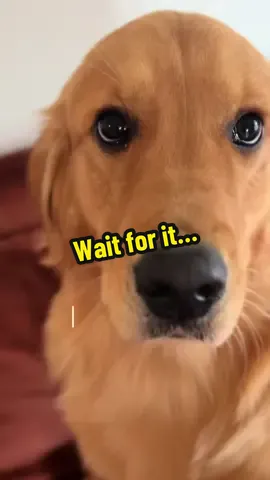 Again… just cause it’s funny. Like I said before, the cat probably tho he is Jerry Lee Lewis #crazycat . . #dogsandcats #fyp #foryou #viralvideo