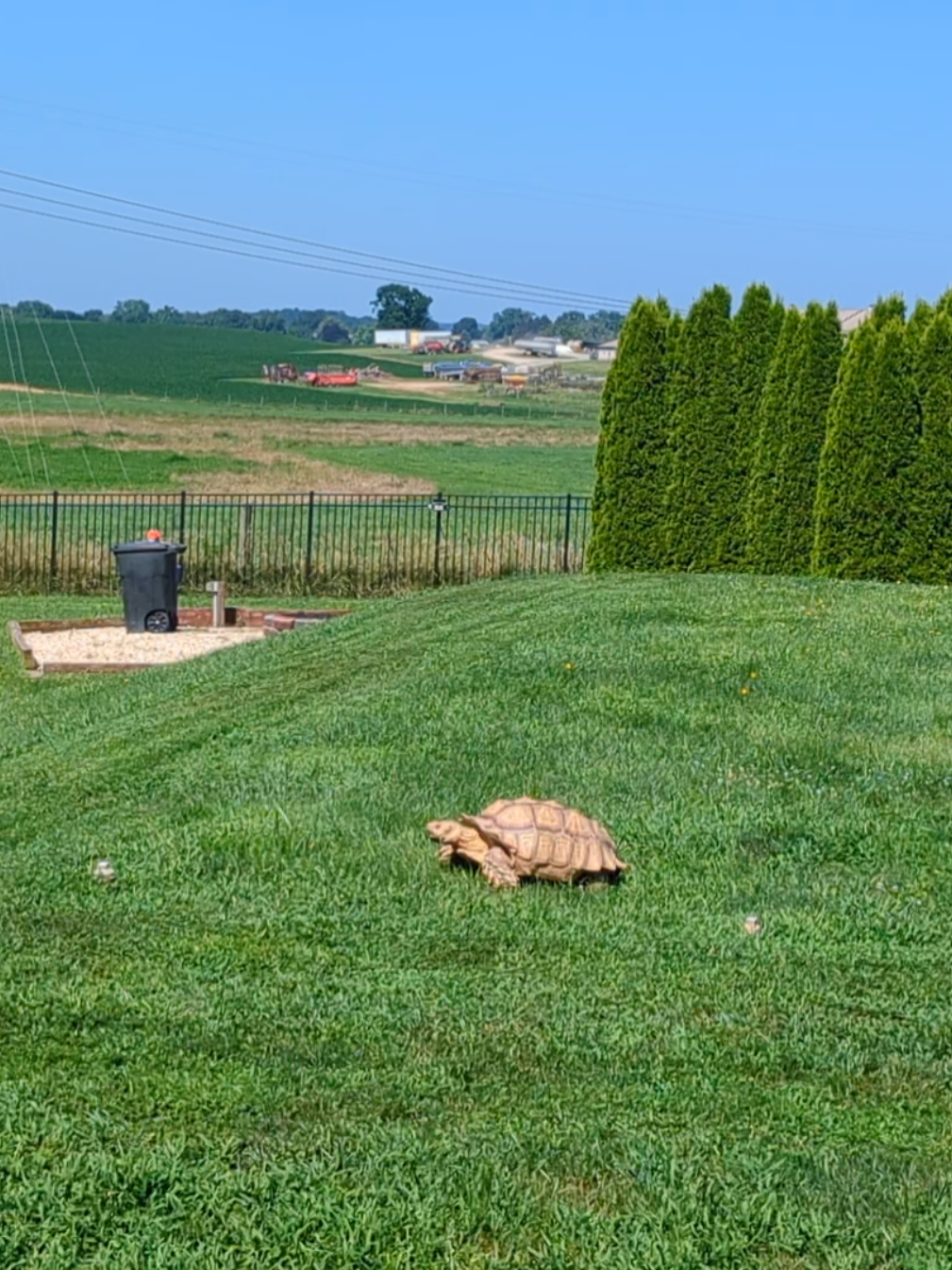 Just protecting his hill from the evil lawnmower! #mowingthelawn #sulcuttatortoise 