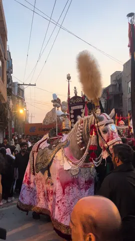 Zuljanah #10muharram #jaloos 