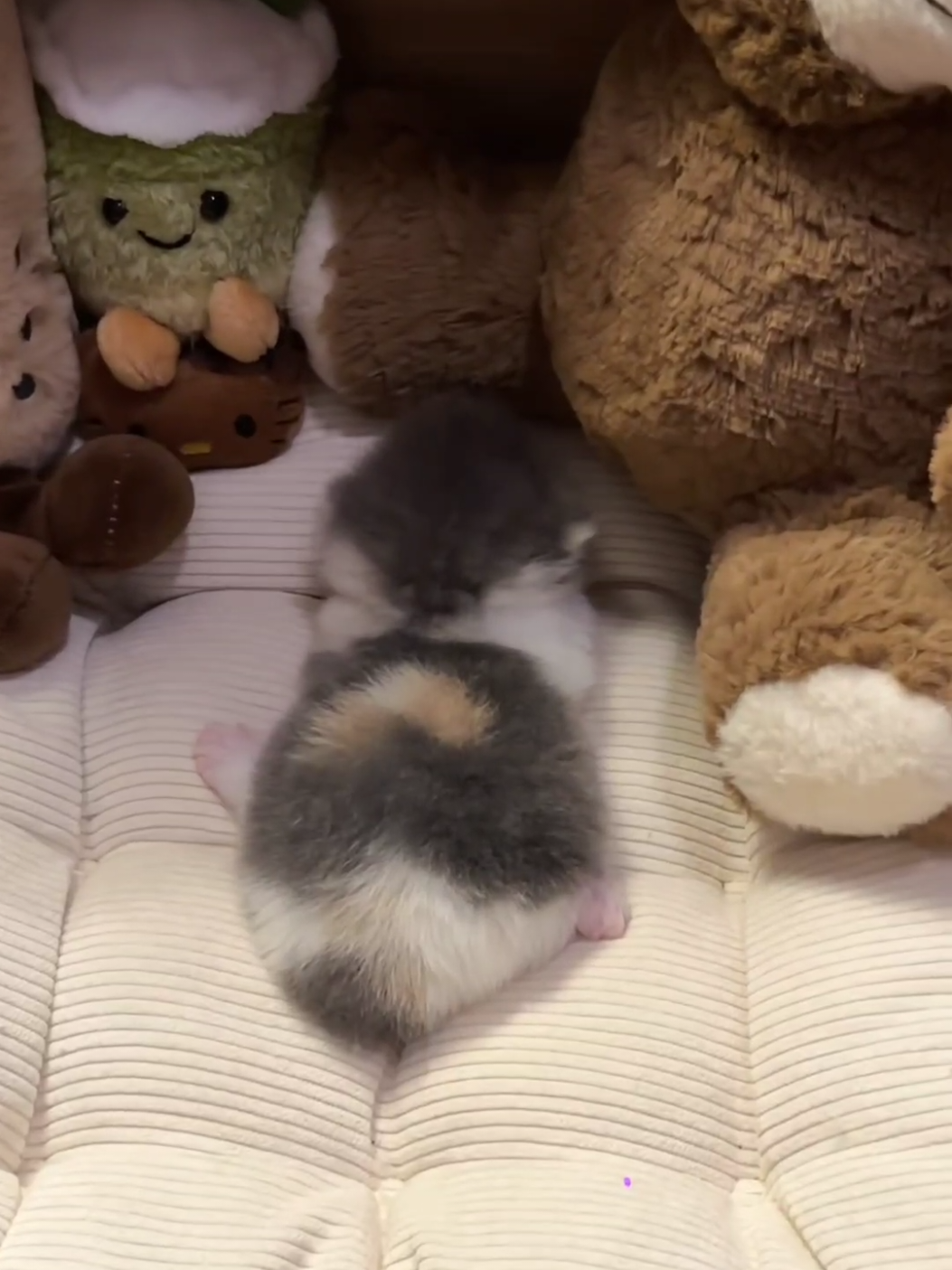 Cute baby.😊#pets #kitten #cats #cute 