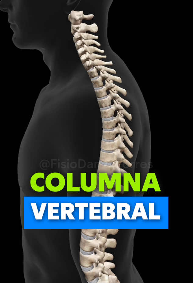 ¿Sabías que tu columna tiene 33 vértebras, cervicales, torácicas, lumbares, sacras y coccígeas y no es solo una pieza? 🤯 Y cada parte tiene su función. Tu espalda no solo te sostiene, ¡te da movimiento, equilibrio y fuerza! 💪   #Fisioterapia #ColumnaVertebral #CuerpoHumano #DolorDeEspalda #Anatomía #Vértebras 