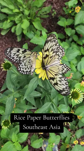 A couple of Rice Paper butterflies, Idea leuconoe, clustered on a yellow flower! 🌼🏵🌻 Their semi-translucent wings are laced with an intricate inky pattern! @navypierchicago  #chicagofamily #butterflyhouse #navypierchicago #explorechicago #enjoyillinois #thebutterflyhouse #familyactivities #chicago2025 #chicagoevents #chicagosummer #summeractivities #lepidoptera #navypier 