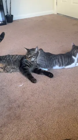 Just two cats in a room they might kiss 😘 #cat #catsoftiktok #catmomproblems #fyp #catlover 