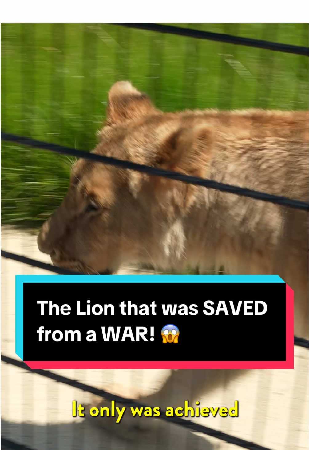 This Lion has an AMAZING story! 🥹 #simonsquibb #dreams #business 