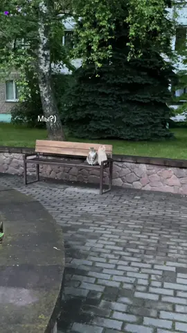 #реал #мы #котики #милота 