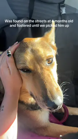 Our sweet Bobo, not had the best start but will now have the best life ♥️ @katecroninsmith @daniellindsey208 #rescuedog #rescue #dog #germanshepherd #fyp #dogsoftiktok 