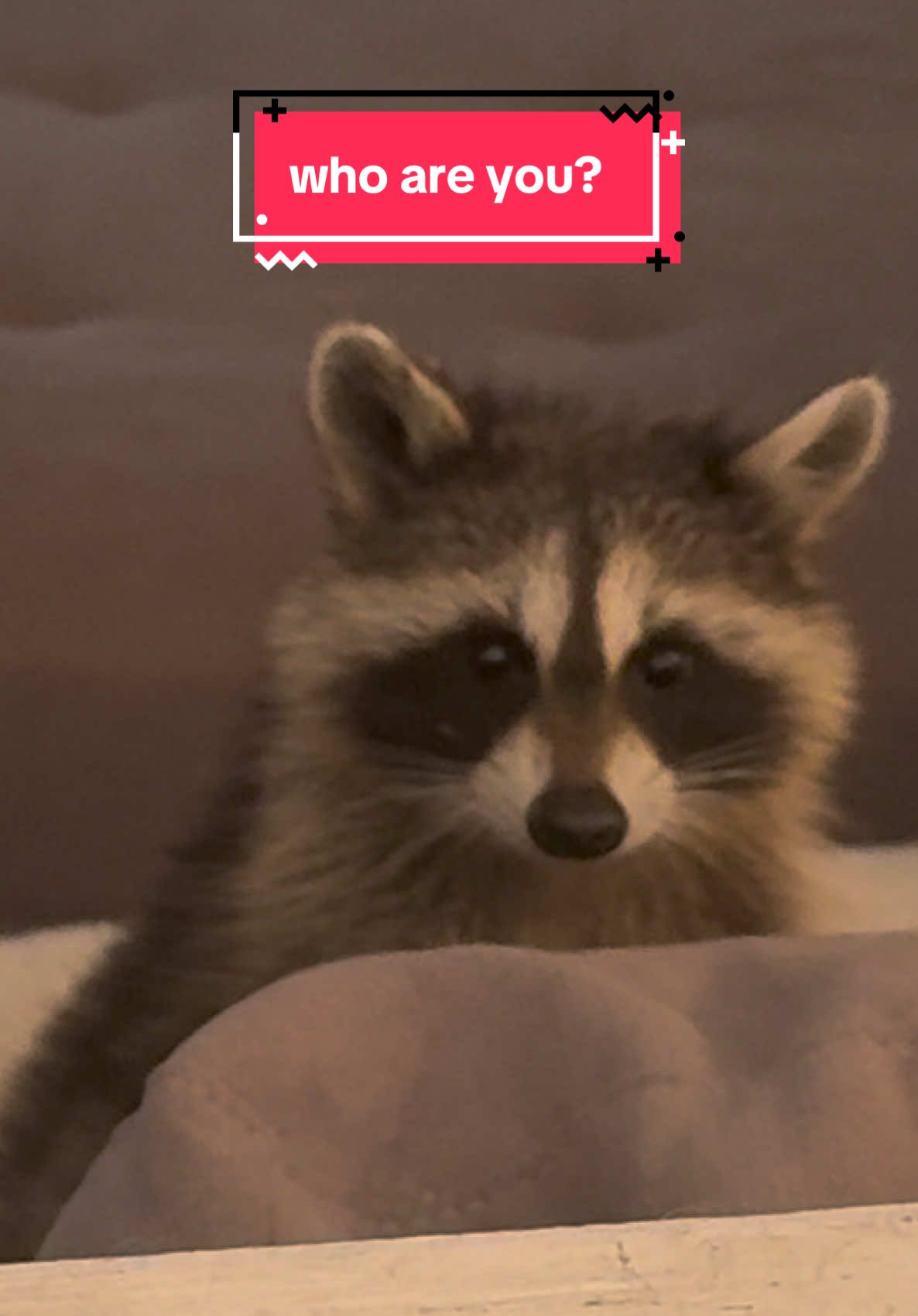 So there was a raccoon in my living room today. #raccoon #racoonsoftiktok #animals #fy #foryoupage 