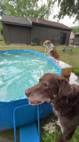Idk if this qualifies for poolside snacks but that belly flop at the beginning had some height ! 😂😂🐾🐾  Samantha Jane didn’t mind one bit that he didn’t come over to share ❤️   #dogtok #samandsausage #labradorsoftiktok #dogsoftiktok 