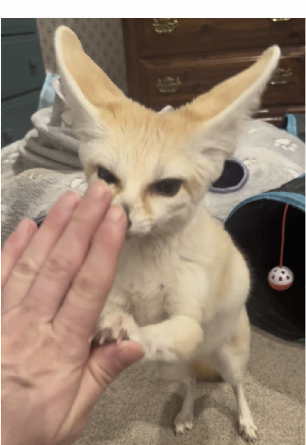 It’s hard to film, hold and dispense the treats all at the same time 😹❤️🥰🦊🐾 #bellathefennecfox #petfennecfox #fennecfox #fennec #pet #fox #exoticpets #Love @enos.marilyn 