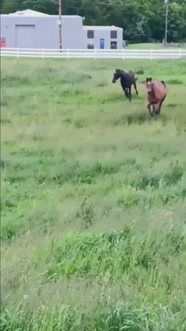 old video his canter is so cutesy 