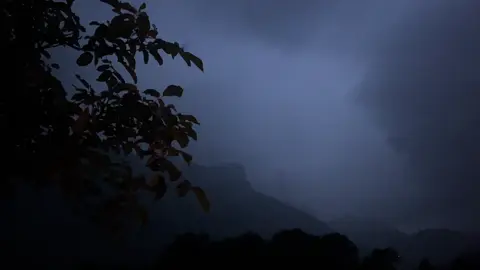 poison tree#nature#rain#fyp#on