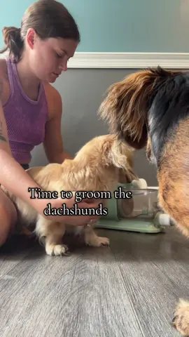 Grooming day for the pups #grooming #daschund #dogs #groomer #DIY 
