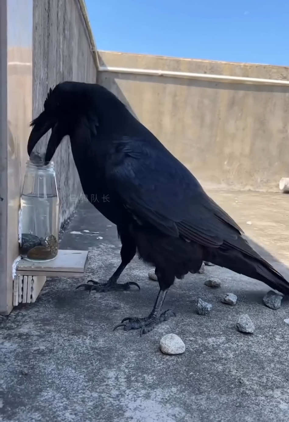 Genius Crow Brings Aesop's Fable to Life! 🧠✨ Watch this incredibly smart crow demonstrate problem-solving skills that will blow your mind! This brilliant bird is recreating the classic 