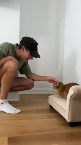 cat parents “punishing” their cats 