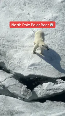 BEST moment of my travel life! Can you see him? 🐻‍❄️  #polarbear #wildlife  This encounter took place in the pack ice 98km North of Svalbard nearby the North Pole at 81° 40 in full accordance with Arctic wildlife guidelines. The Expedition Team followed established protocols, spotting the bear early. While the bear approached the ship they avoided disturbance by keeping the ship stationary, and ensuring a calm, quiet environment for respectful observation.