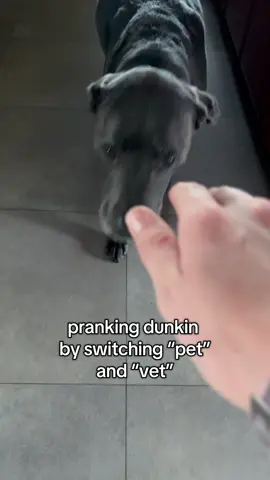 i don’t think he liked this one #foryou #dunkindadawg #foryoupage #dogs #fyp #viral 