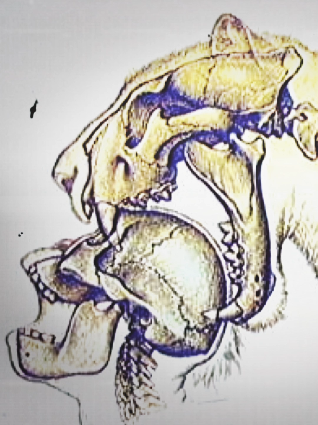 Scary facts about the ice age humans... #iceage #prehistoric #oldearth #earlyhuman #smilodon #bear #deinotimemachine