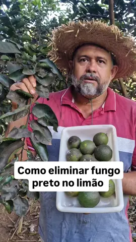 🟡 Dica poderosa para eliminar a fumagina dos cítricos!!@ 🍋✨ Quer ver seu pé de limão, laranja ou tangerina livre daquela crosta preta nas folhas? Aprenda agora a preparar uma mistura eficiente e econômica com ingredientes simples!!@ 🔬 A fumagina é causada por fungos que se desenvolvem onde há pragas como pulgões, cochonilhas e moscas-brancas. Ela atrapalha a respiração e a fotossíntese da planta — por isso, o combate é essencial!!@ 🧪 Receita da calda (total: 20 litros): 1️⃣ Em um recipiente, misture bem: ✔️ 200 ml de detergente neutro ✔️ 200 gramas de enxofre em pó Essa mistura precisa ficar bem homogênea, parecendo um creme grosso e uniforme!!@ 2️⃣ Em seguida, despeje essa mistura em 10 litros de água limpa, mexendo bastante até dissolver bem!!@ 3️⃣ Agora, prepare mais 10 litros de água em outro balde!!@ 4️⃣ Transfira a primeira mistura (já diluída nos 10L) para a água do segundo balde, misturando vigorosamente!!@ 👉 Isso garante uma mistura uniforme e estável, pronta para aplicação!!@ 📦 Depois de tudo bem misturado, coloque o conteúdo final no pulverizador (costal ou manual), e aplique diretamente nas folhas, galhos e troncos da planta. O ideal é aplicar no fim da tarde ou em dias nublados, para evitar que o sol forte cause danos!!@ 🌿 Importante: Faça a aplicação de 15 em 15 dias até perceber melhora. Em plantas muito atacadas, repita o tratamento até o controle completo!!@ 📌 Curiosidade agro: O enxofre é um fungicida natural usado desde a antiguidade. Além de combater a fumagina, ele ainda ajuda a espantar insetos como ácaros e cochonilhas!!@ 🎥 No vídeo a gente te mostra tudo passo a passo. Vem comigo e traga seu cítrico de volta à vida! 🍃🍊 Curte o mundo do agronegócio??@ 🌾🚜 Então vem comigo! Aqui você encontra curiosidades, inovação e tudo o que movimenta o agro! 🌱💡 Curta, compartilhe e ajude a espalhar conhecimento!!@ ❤️🔄📢 🐂✨Me siga: Instagram: @andrewalkerrg 📲 Facebook: @andrewalker 🌐 Vem aí: 3ª Edição da Goiás Business Show 🎪✨ 📅 De 12 a 15 de agosto de 2025 🕑 Das 14h às 22h 📍 Aparecida de Goiânia - GO Aguarde: ⏳FeiradoGaravelo.com – 🛒 A feira que você ama, agora online! 💻❤️ Vídeo: 🎥@agronomodevera #DicaDoAgro #FumaginaNuncaMais #PomarSaudável #ReceitaDoCampo #PlantasFelizes #AgroCaseiro #HortaEmCasa #AgroÉSaber #EnxofreNoAgro #PulverizaçãoEficiente