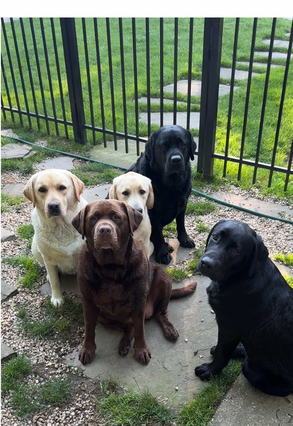Floppy ears, big yawns, head tilts, & smiles! I call it the LBB effect!🥹🤎🖤💛💛🖤#thelbbeffect #Love #peace #labsoftiktok #dog #dogmom #labrador #for #foryoupage #foryoupageofficiall #fypシ #dogsoftiktok #trending #creator #creatorsearchinsight #fypage #foryou #you #happy 
