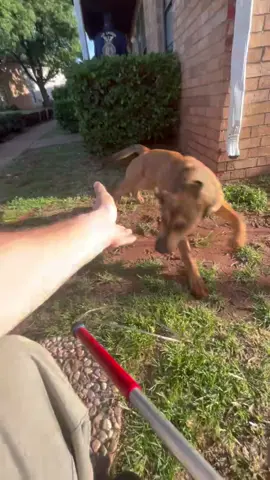 Call came in for an aggressive dog that was abandoned after the owner was evicted from her apartment. In the notes in the call I saw that PD had pepper sprayed the dog prior to my arrival. He wasn’t aggressive with me at any point but he was too avoidant any time I brought out a leash or the pole to catch until I had him in a corner. After being transported to the shelter he was given a decon bath for the pepper spray. #animalwelfare #animalrescue #dog