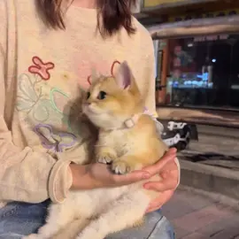 #cute #cat #funnyvideos #funny #fyp #catsoftiktok 
